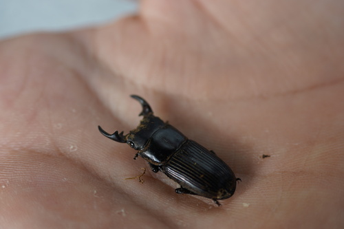 Aegus laevicollis
