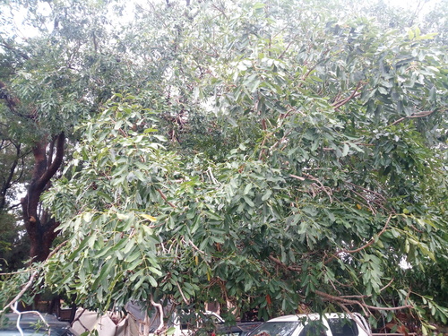 Khaya senegalensis