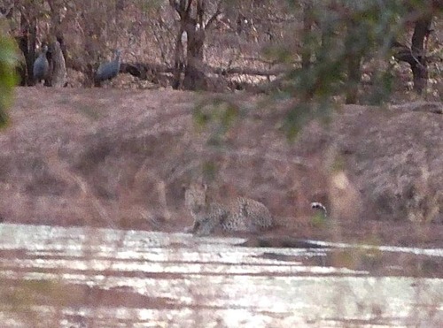 African Leopard