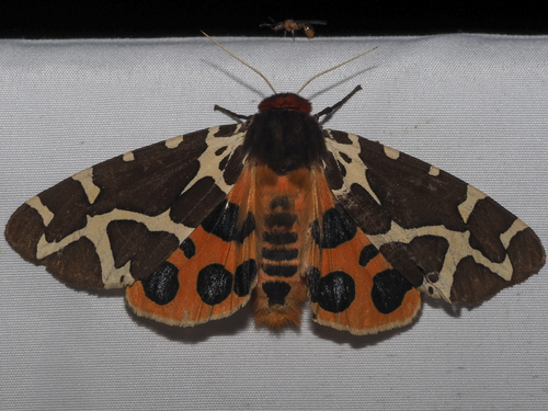Garden tiger moth