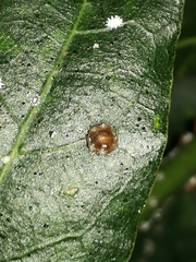 Ceroplastes japonicus