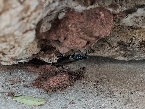 Oriental Mud-dauber Wasp