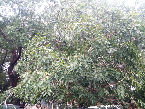 Khaya senegalensis