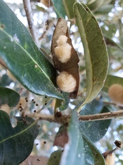 Druon quercuslanigerum