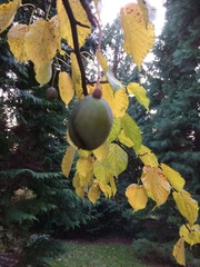 Davidia involucrata
