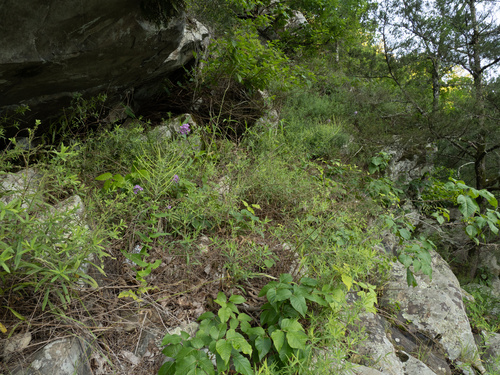 Streptanthus squamiformis, photograph 3