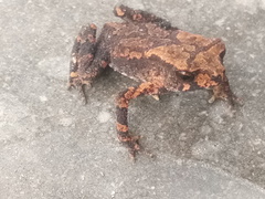 Ingerophrynus macrotis