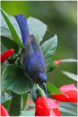 Anthreptes neglectus
