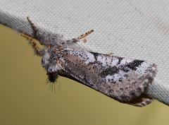 Tearosoma aspersum