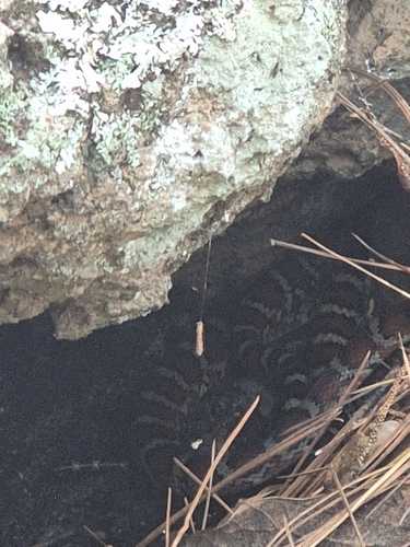 Chihuahuan Mountain Kingsnake