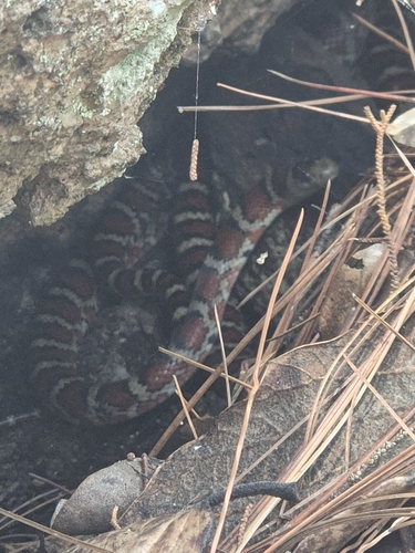 Chihuahuan Mountain Kingsnake