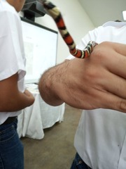 Lampropeltis abnorma