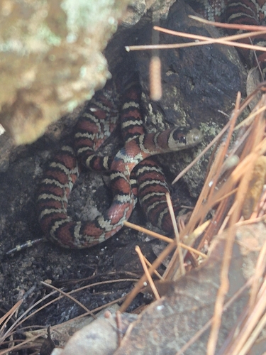Chihuahuan Mountain Kingsnake