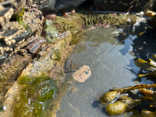 Lepidochitona cinerea