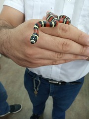 Lampropeltis abnorma