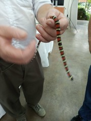 Lampropeltis abnorma