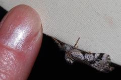 Tearosoma aspersum