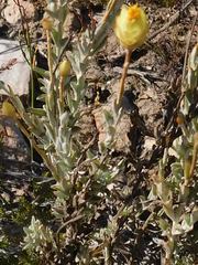 Syncarpha speciosissima angustifolia