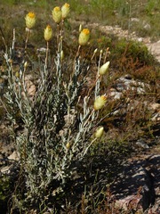 Syncarpha speciosissima angustifolia