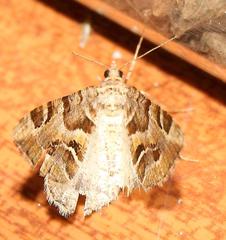 Chiasmia inaequilinea