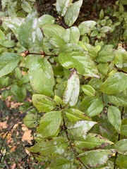 Magnoliopsida