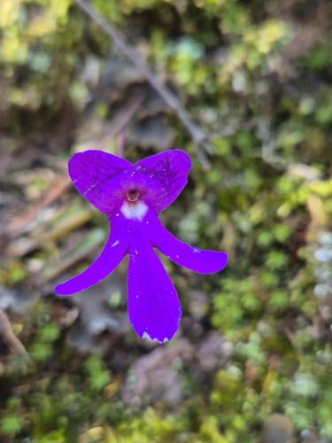 Pinguicula oblongiloba