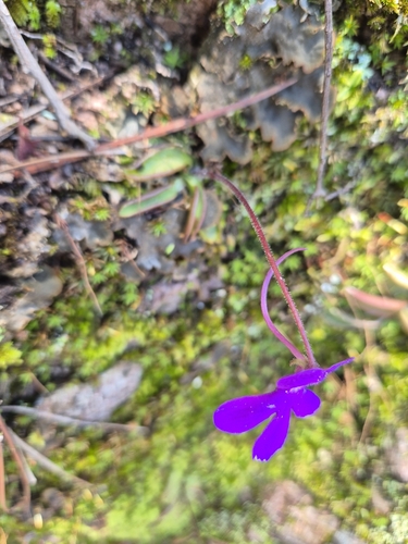 Pinguicula oblongiloba