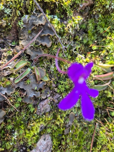 Pinguicula oblongiloba