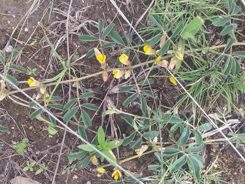 Arizona Yellowhood (Nissolia wislizeni)