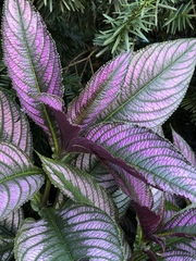 Strobilanthes auriculata