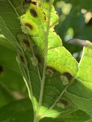 Pachypsylla celtidisasterisca