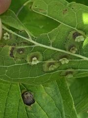 Pachypsylla celtidisasterisca