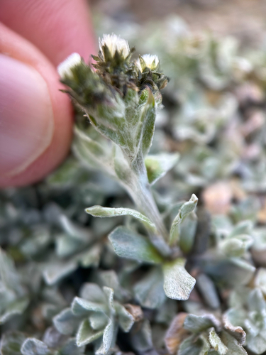 Rocky Mountain pussytoes (Antennaria media)