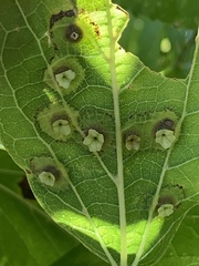 Pachypsylla celtidisasterisca