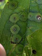 Pachypsylla celtidisasterisca