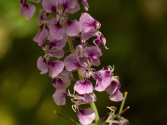 Streptanthus maculatus, photograph (c) Turner Brockman, some rights reserved (CC BY-SA)