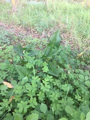 Arum italicum italicum