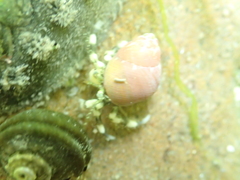 Pagurus novizealandiae