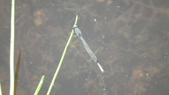 Pseudagrion draconis