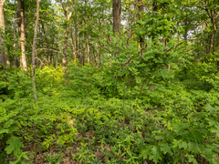 Amorpha ouachitensis, photograph (c) Turner Brockman, some rights reserved (CC BY-SA)