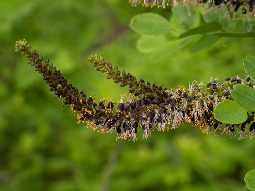 Ouachita False Indigo (Amorpha ouachitensis)