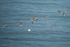 Charadrius hiaticula hiaticula