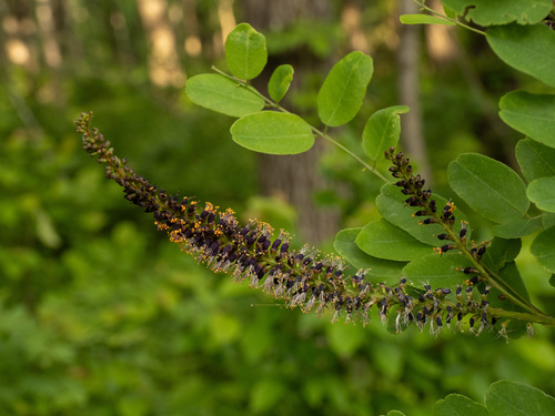 Amorpha ouachitensis, photograph 2