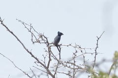 Cyanoloxia cyanoides