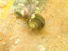 Pagurus novizealandiae