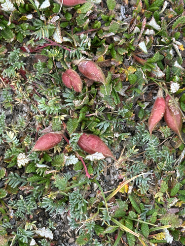 Oxytropis podocarpa, photograph 6