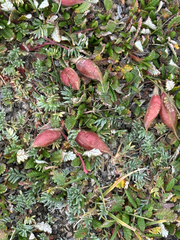 Oxytropis podocarpa, photograph author not stated, no rights reserved