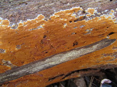 Botryobasidium simile