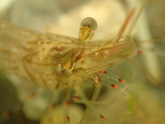 Palaemon affinis