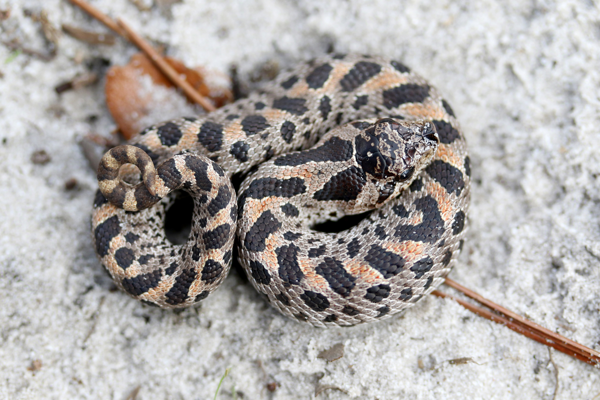 Photos Of Southern Hognose Snake Heterodon Simus Inaturalist